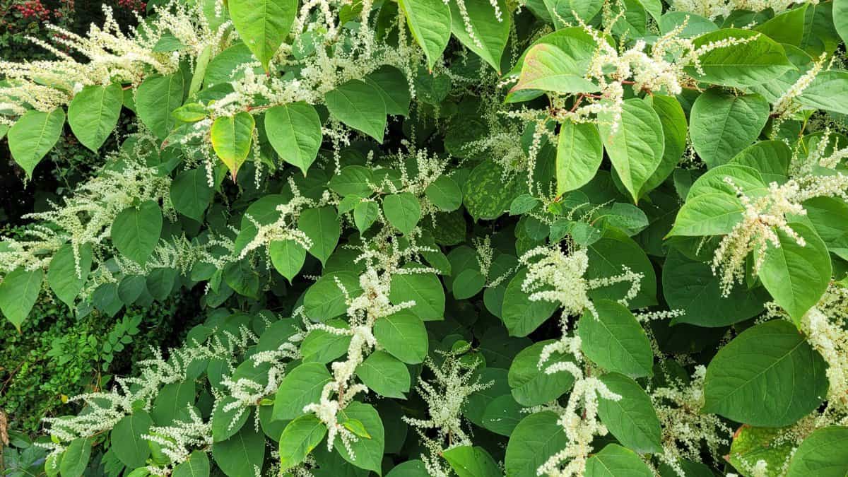 How to Spot Japanese Knotweed: A Visual Guide 2025 - Japanese Knotweed Plus