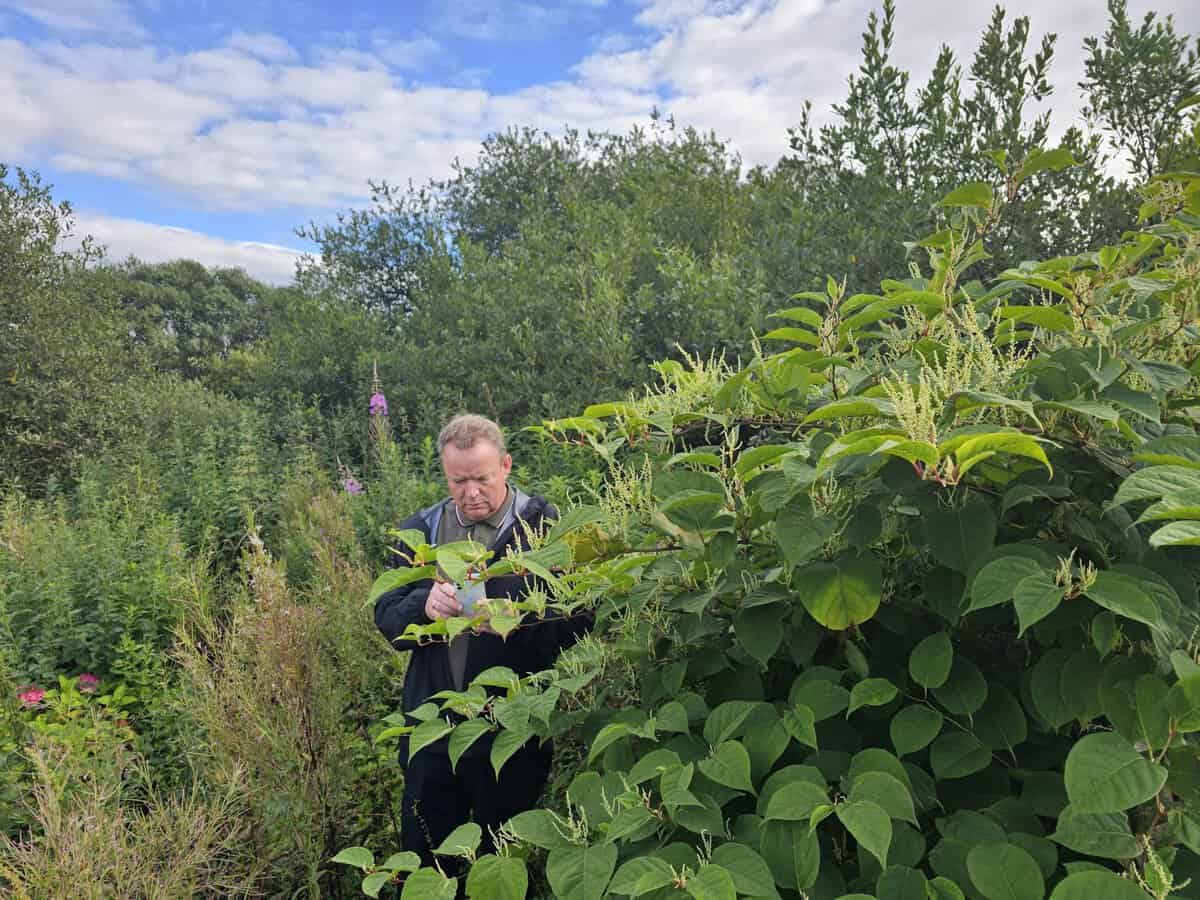 The Role of Education in Japanese Knotweed Control 2025 - Japanese ...